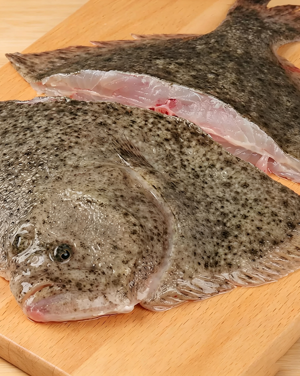 Fresh Frozen Turbot